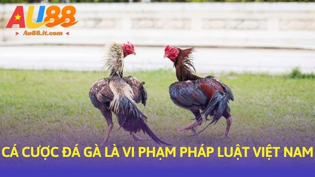 Cá cược đá gà là vi phạm pháp luật Việt Nam