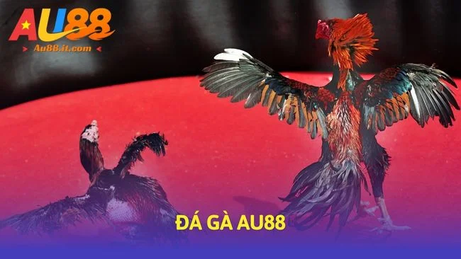 Đá gà Au88 - Soi Kèo Chuẩn Với Bảng Thành Tích Độc Quyền