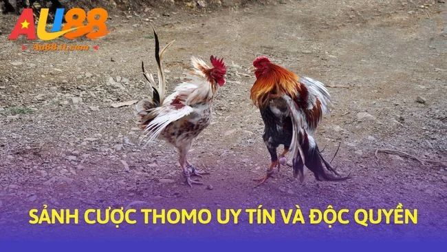 Sảnh cược Thomo uy tín và độc quyền